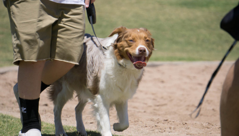 Dog obedience Phoenix